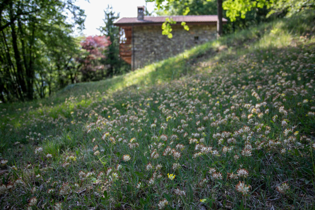 The vibrant flowering meadow at Chalet Daniela, a touch of Sovere’s natural tapestry