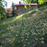 The vibrant flowering meadow at Chalet Daniela, a touch of Sovere’s natural tapestry