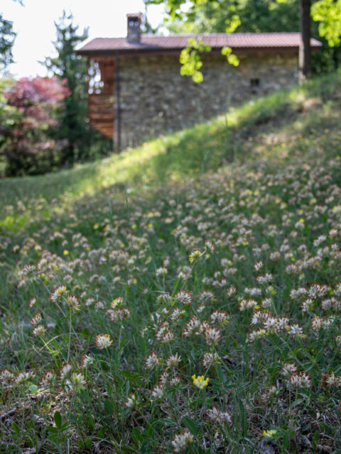 The vibrant flowering meadow at Chalet Daniela, a touch of Sovere’s natural tapestry