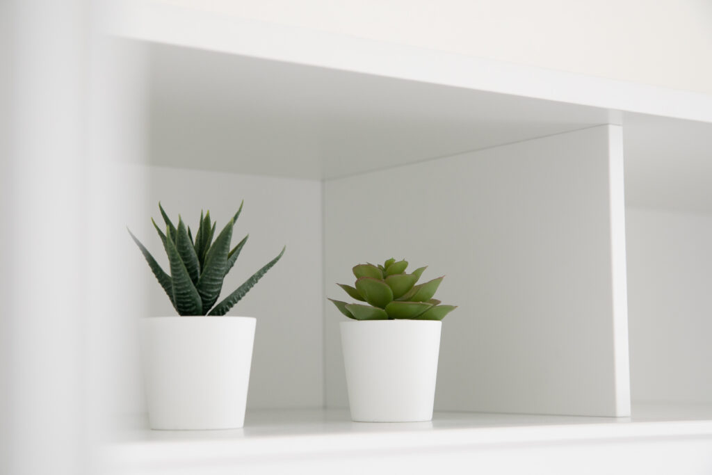 Two succulent plants in white pots against the clean backdrop of Trivia Resort's minimalist shelves