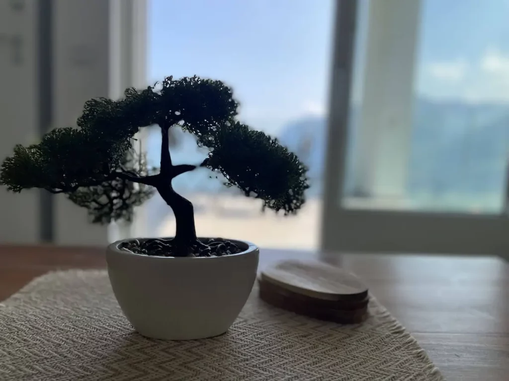 Artistic bonsai tree adding a touch of tranquility to Wonder House’s decor